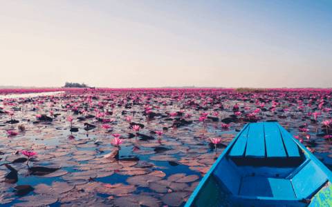 red lotus lake season