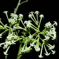 Night flowering jasmine Horm Duk